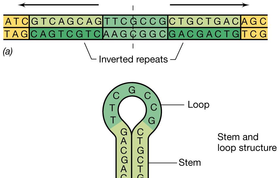 Struttura secondaria del DNA Nel DNA ci sono spesso sequenze di basi che non hanno proprietà codificanti, ma che influenzano
