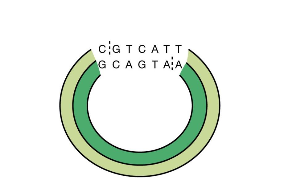 Alcune molecole di DNA lineare presentano estremità a singolo filamento