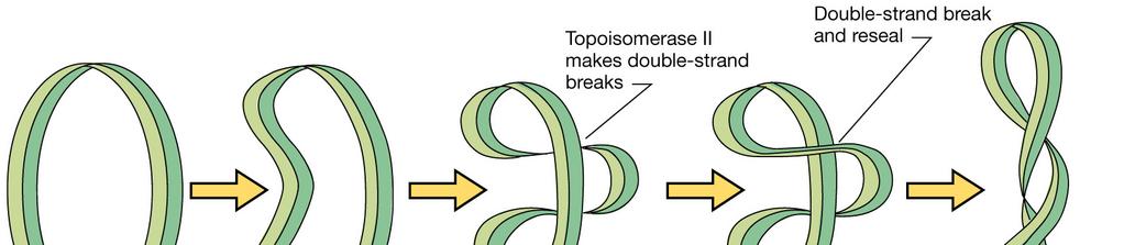 Superavvolgimento del DNA nei procarioti Nei batteri è presente un enzima particolare, la DNA girasi (topoisomerasi II), in grado di introdurre nel DNA superavvolgimenti negativi.