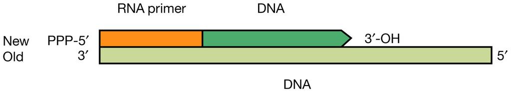 La replicazione del DNA La replicazione del DNA procede sempre dall estremità con il gruppo 5 -fosfato verso l estremità con il gruppo 3 -ossidrile Gli enzimi che catalizzano le reazioni di addizione