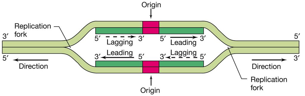 La replicazione del DNA In corrispondenza di un origine di replicazione vengono iniziate due forche