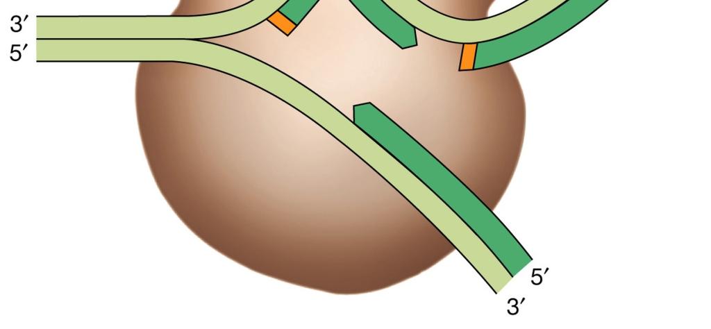 Il replisoma è un complesso contenente elicasi, primasi e due molecole di DNA polimerasi III, oltre a diverse altre proteine.