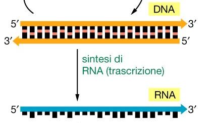 La trascrizione La trascrizione dell informazione genetica da DNA ad RNA viene realizzata dall enzima RNA polimerasi, che catalizza la formazione di legami fosfodiesterici tra i ribonucleotidi e