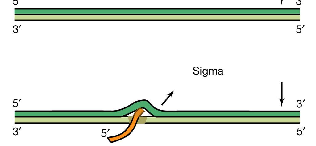 La trascrizione: fasi della sintesi dell RNA 1. I siti d inizio e di terminazione sono sequenze specifiche del DNA 2.