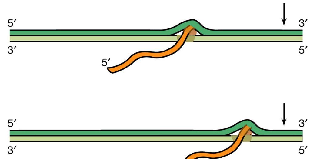 La trascrizione: fasi della sintesi dell RNA 4. Crescita della catena di mrna.