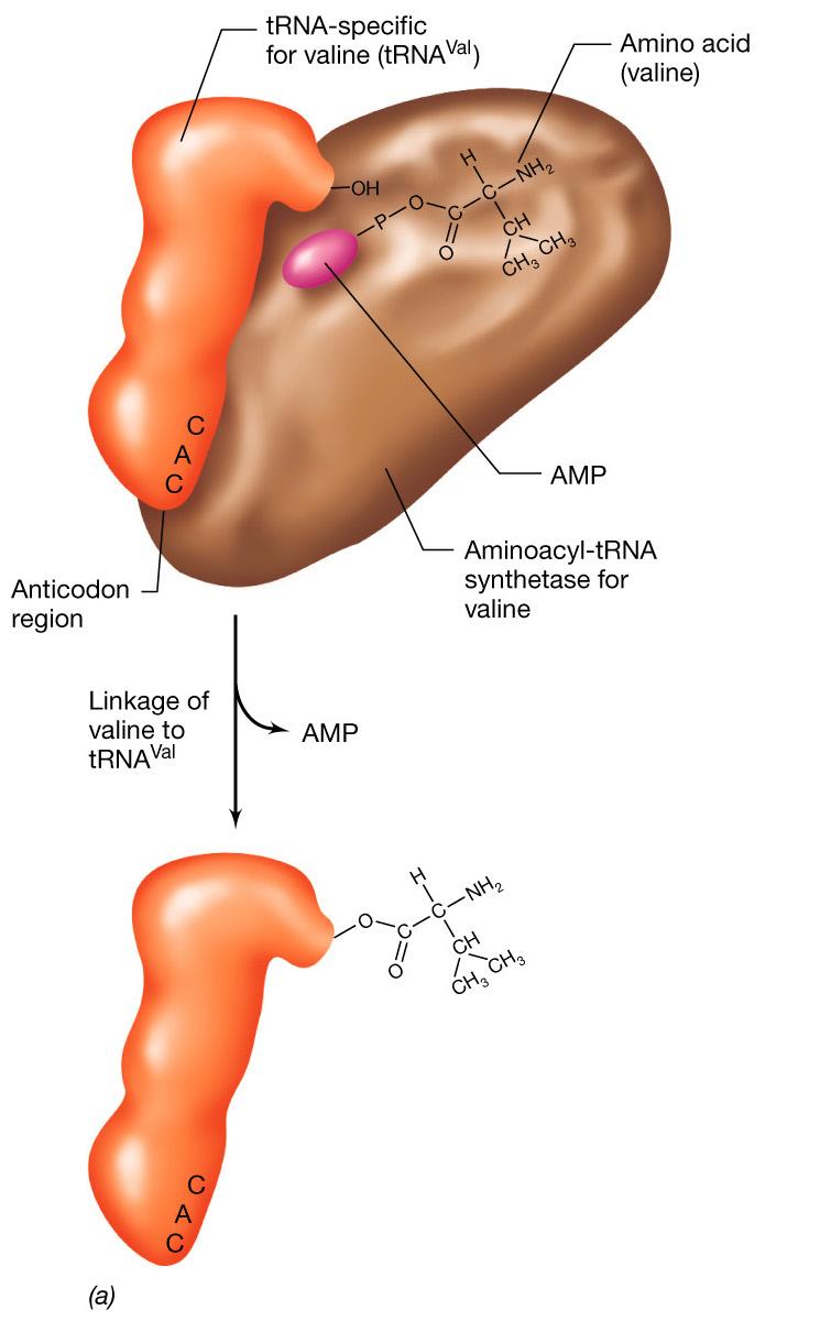 La sintesi delle proteine Per una corretta sintesi proteica risulta fondamentale il riconoscimento tra trna e l aminoacil-trna-sintetasi.