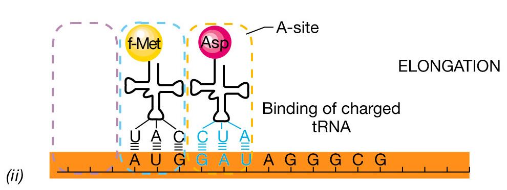 La sintesi delle proteine: la fase di elongazione ii Il trna che trattiene il peptide nascente