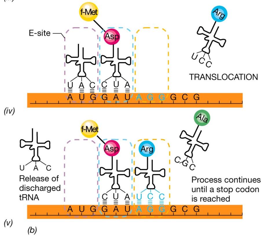 La sintesi delle proteine: traslocazione e rilascio L ultimo evento del ciclo di allungamento della catena polipeptidica è la traslocazione, che richiede uno specifico fattore di elongazione EF-G