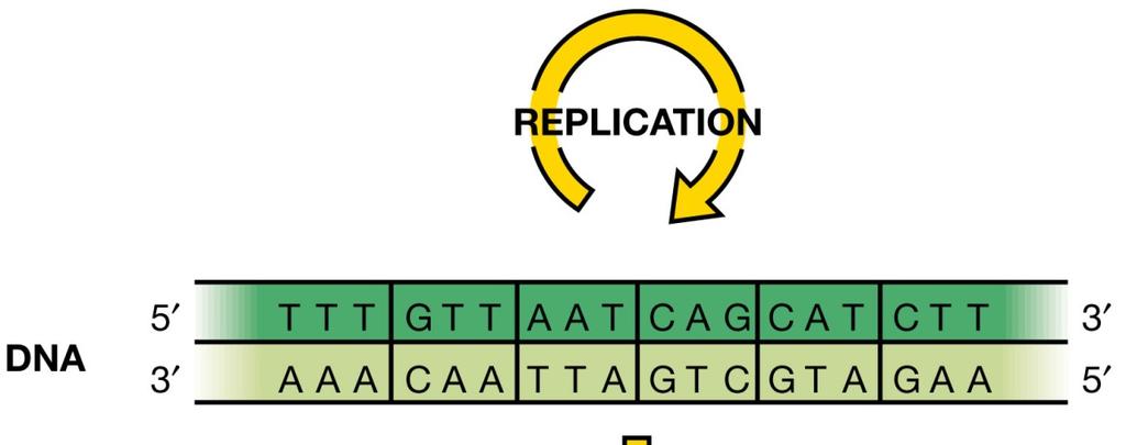 L informazione genetica Affinché un organismo possa crescere e riprodursi, l