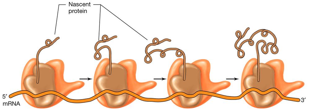 La sintesi delle proteine: il polisoma Quando diversi ribosomi stanno simultaneamente traducendo un singolo