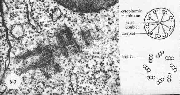 Green:  chromosmes 19