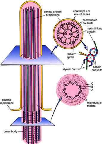 Cilia 41