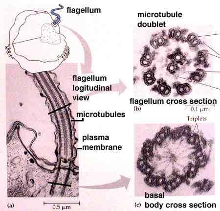 These are called "basal bodies" and are shown in this electron micrograph (bb).