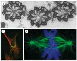 7 Funzioni dei microtubuli Organizzazione e mantenimento della struttura degli organuli cellulari (es.