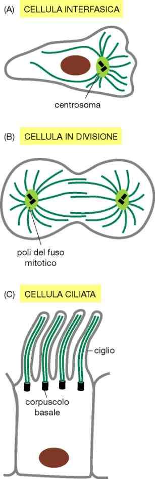 cromosomi nella mitosi Polimerizzazione-depolimerizzazione dei microtubuli: I microtubuli non sono strutture stabili: i protofilamenti assemblati sono in