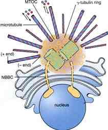 centrosoma I corpi pericentriolari controllano la crescita dei microtubuli e ne orientano la direzione, mantenendo bloccata l estremità ( - ) I microtubuli si sviluppano dal centrosoma e si