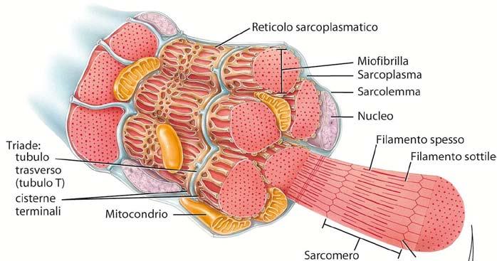 Il tessuto muscolare scheletrico Ogni fibra è ricoperta da una membrana plasmatica detta sarcolemma che contiene il sarcoplasma,