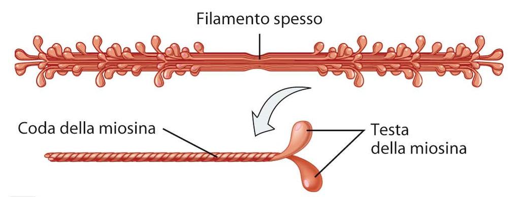 Il tessuto muscolare scheletrico I filamenti spessi sono composti da miosina, una proteina formata da una