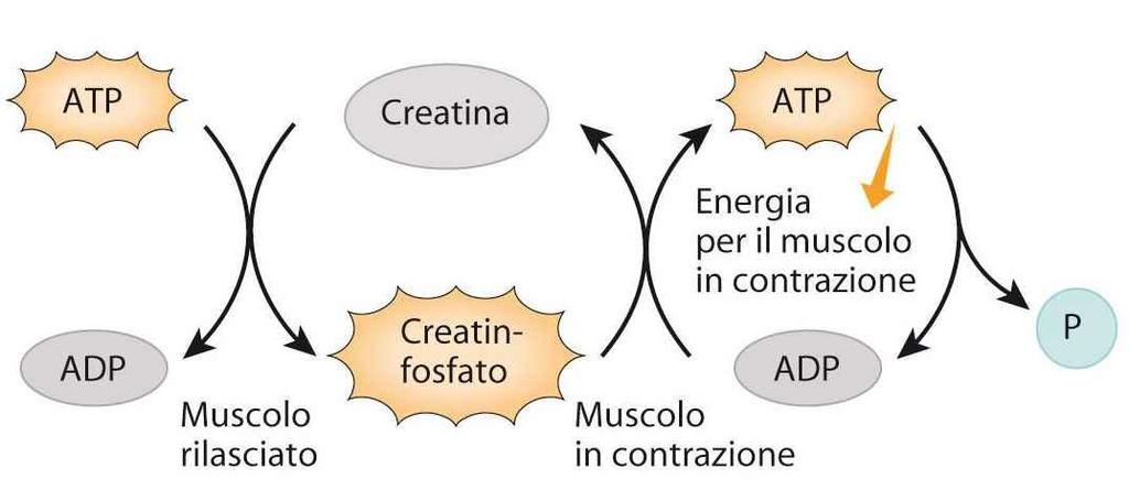 Il metabolismo del tessuto muscolare scheletrico Tortora,