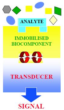 Biosensori potenziometrici Definizione IUPAC di biosensore Dispositivo analitico che consiste in un componente biologico immobilizzato, responsabile del riconoscimento selettivo della specie