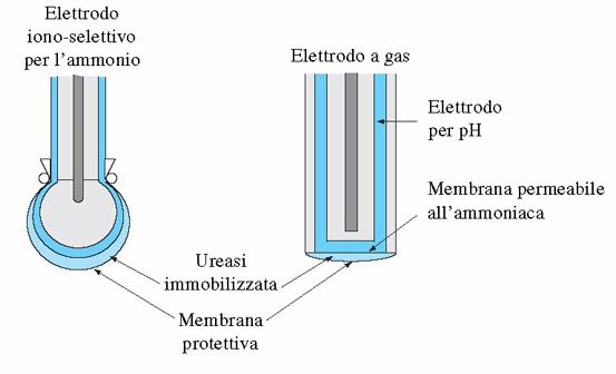 Biosensori potenziometrici ad enzima immobilizzato L accoppiamento fra un enzima ed un trasduttore potenziometrico può essere sfruttato per determinare numerose molecole organiche con una tecnologia