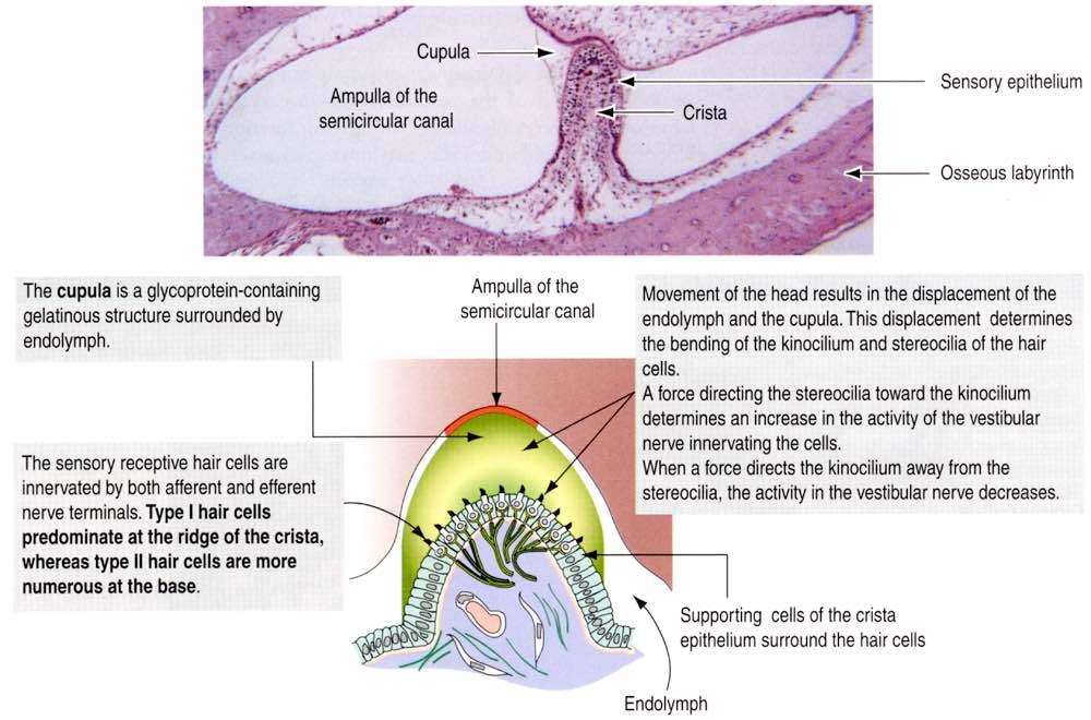 Immagine tratta da: Hystology and Cell