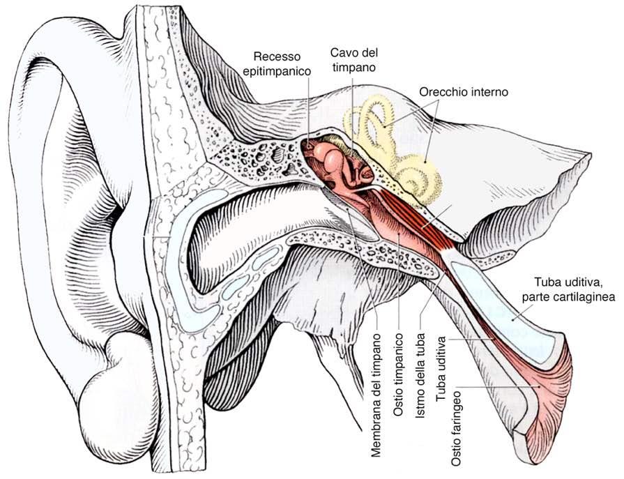 Catena degli ossicini Immagine tratta da: Anatomia Umana-Atlante