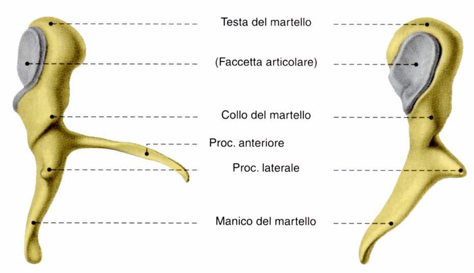 Martello Immagine tratta da: Petra Kopf-Maier,