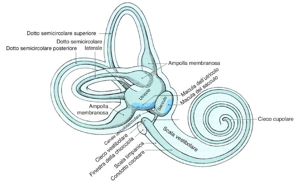 Immagine tratta da: Anatomia Umana-Atlante tascabile-neuroanatomia e