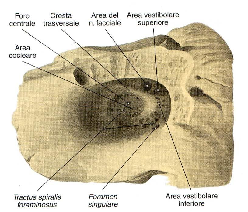 Immagine tratta da: Trattato di Anatomia