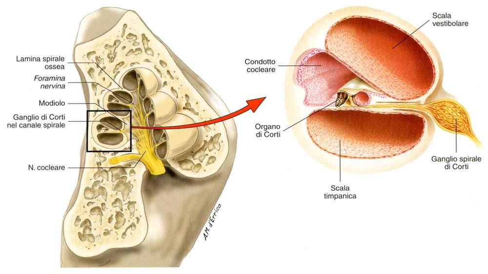 Immagine tratta da: Trattato di Anatomia