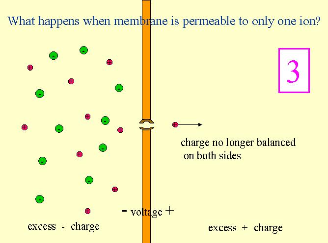 Cosa accade quando la membrana è permeabile solo ad uno ione?