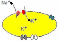 Cl - Pr - Na + Riassumendo Il potenziale di membrana è una conseguenza di una permanente differenza di concentrazione ionica ai due capi della membrana Questa è prodotta da: