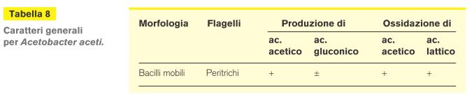 cremoris b) Enterococchi: Enterococcus durans c) Lieviti: (10 8 /g si localizzano al centro del granulo di kefir) Saccharomyces delbrueckii Saccharomyces cerevisiae Saccharomyces