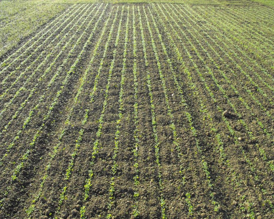 Sperimentazione riguardante il controllo delle infestanti del mais mediante cover crops Trifoglio incarnato Trifoglio incarnato, annuale