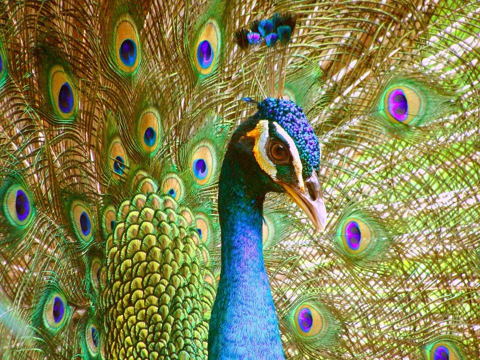 L eleganza del pavone I wanna see your peacock cock cock, your peacock cock cantava quella gran principessa di Katy Perry nel suo meraviglioso album che è Teenage Dream (qui per ascoltarlo)