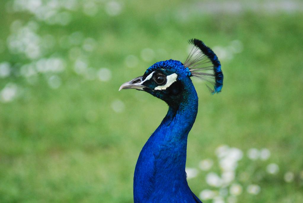 Originario dell India e dello Sri Lanka, il pavone è presente allo stato selvatico in buona parte dell Asia meridionale sotto i 1800 metri di altitudine.