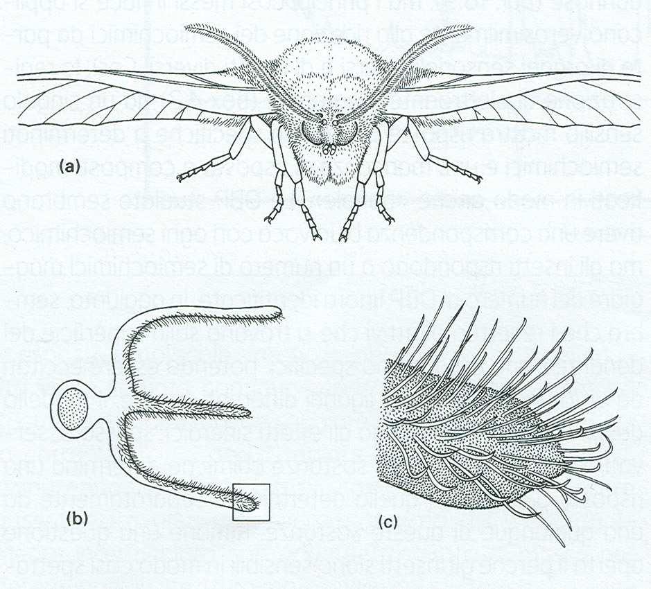 Le antenne Antenne del maschio della farfalla notturna Trictena atripalpis (Lepidoptera: Hepialidae): (a) capo in visione anteriore,