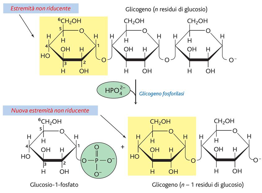 Metabolismo del Glicogeno GLICOGENOLISI Il glicogeno può essere demolito generando unità di glucosio 1-P, grazie alla glicogeno