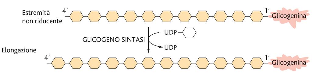 Metabolismo del Glicogeno GLICOGENOSINTESI Il glucosio-6-p può venire utilizzato in molte cellule (fegato, muscolo) per sintetizzare il glicogeno, un importante riserva di energia.