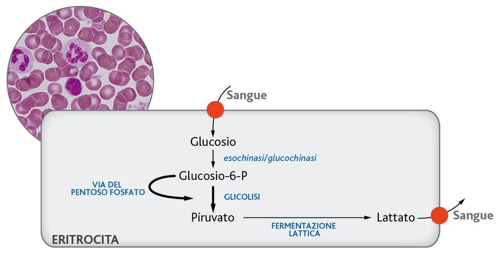 I globuli rossi Queste cellule sono prive di mitocondri e pertanto non possono svolgere il metabolismo ossidativo.