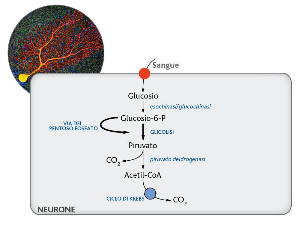 I neuroni I neuroni svolgono soltanto un metabolismo di tipo ossidativo in condizioni aerobie. > La curiosità: Il cervello consuma 120 g di glucosio al giorno.