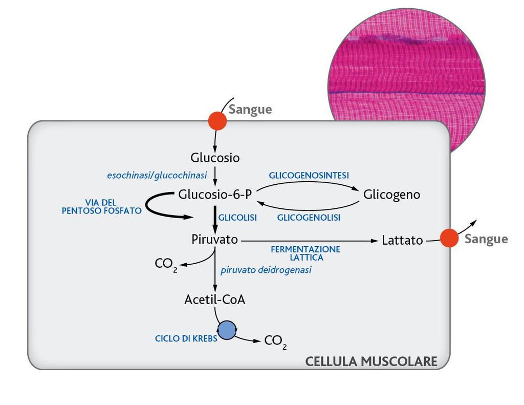 Le cellule muscolari Il metabolismo glicidico nelle cellule muscolari si può svolgere in condizioni aerobie e anaerobie a seconda dell intensità e della durata dello sforzo fisico.