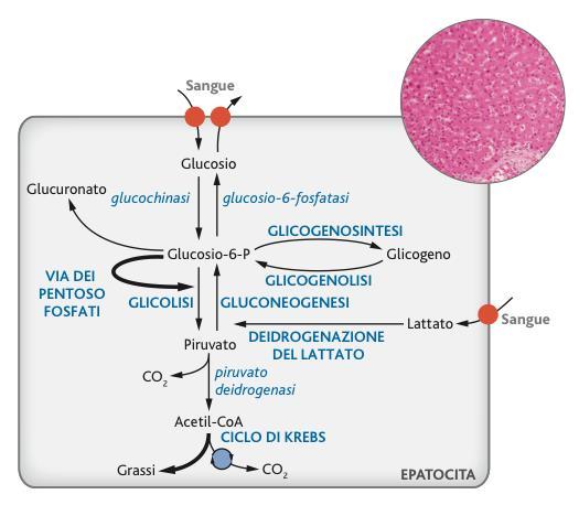 Le cellule del fegato Sono le cellule che mostrano le maggiori potenzialità metaboliche.