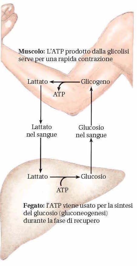 Il ciclo di Cori dal nome dei biochimici Carl e Gerty Cori che lo hanno descritto.