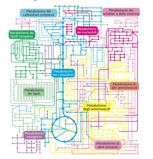 Le vie metaboliche