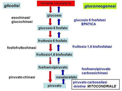 GLUCONEOGENESI (citoplasma delle cellule epatiche) Sintesi del Glucosio da precursori NON carboidrati (piruvato, lattato, gicerolo, AA). In caso di digiuno prolungato.