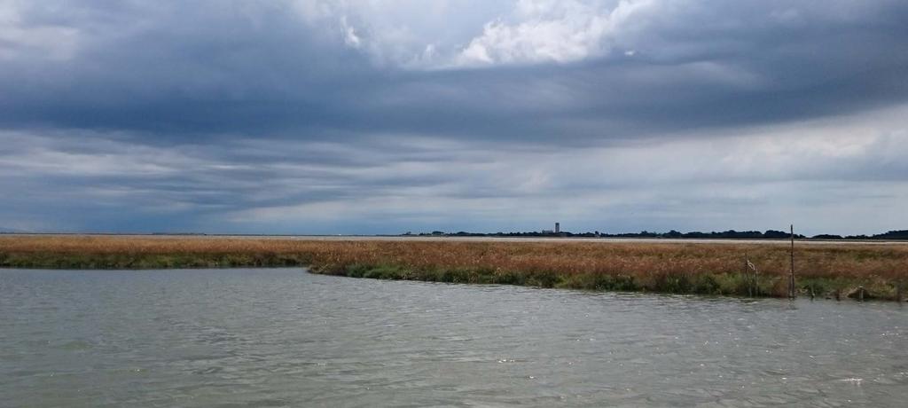 Le barene della laguna di Venezia Aree coperte da vegetazione