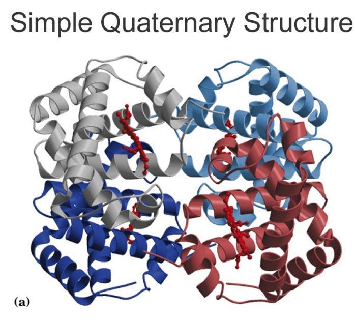 Le strutture quaternarie La struttura quaternaria non è