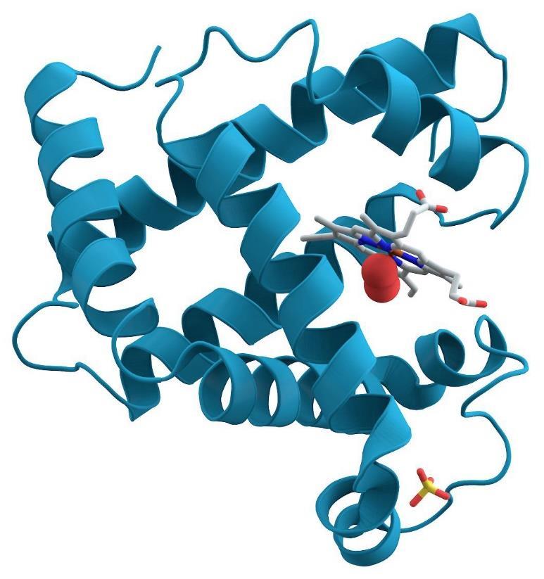 Proteine strutturali Gli enzimi